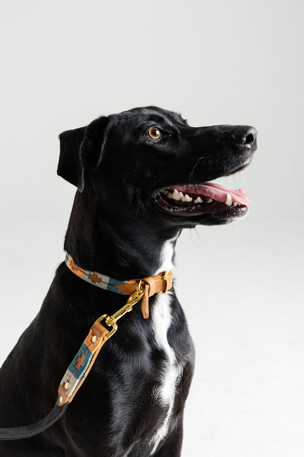 The Bomba Dog Lead