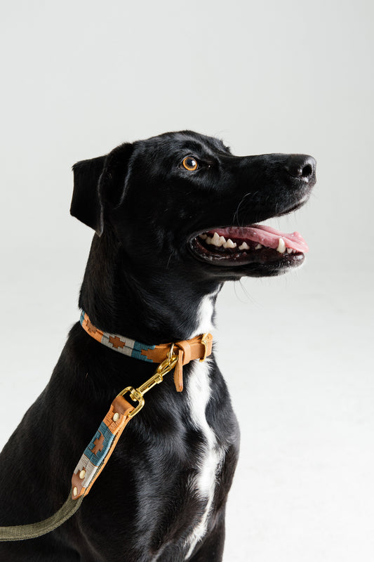 Introducing the Bomba Leather Dog Collar — Handmade in Cape Town