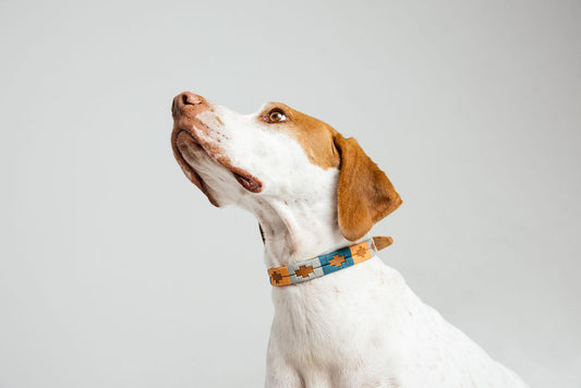 Handmade Leather Dog Collars | Bomba Bags