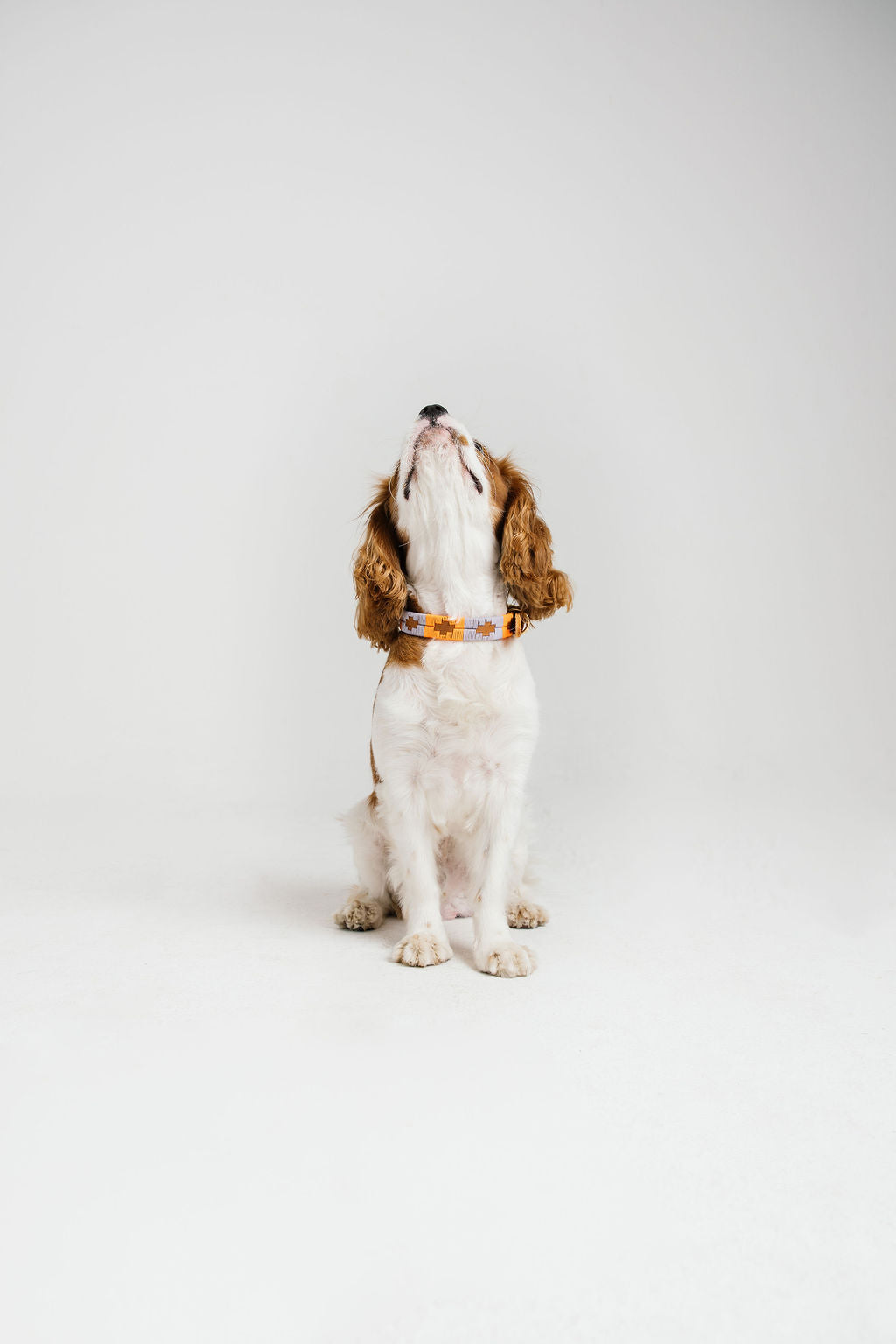 Handmade Leather Dog Collars | Bomba Bags