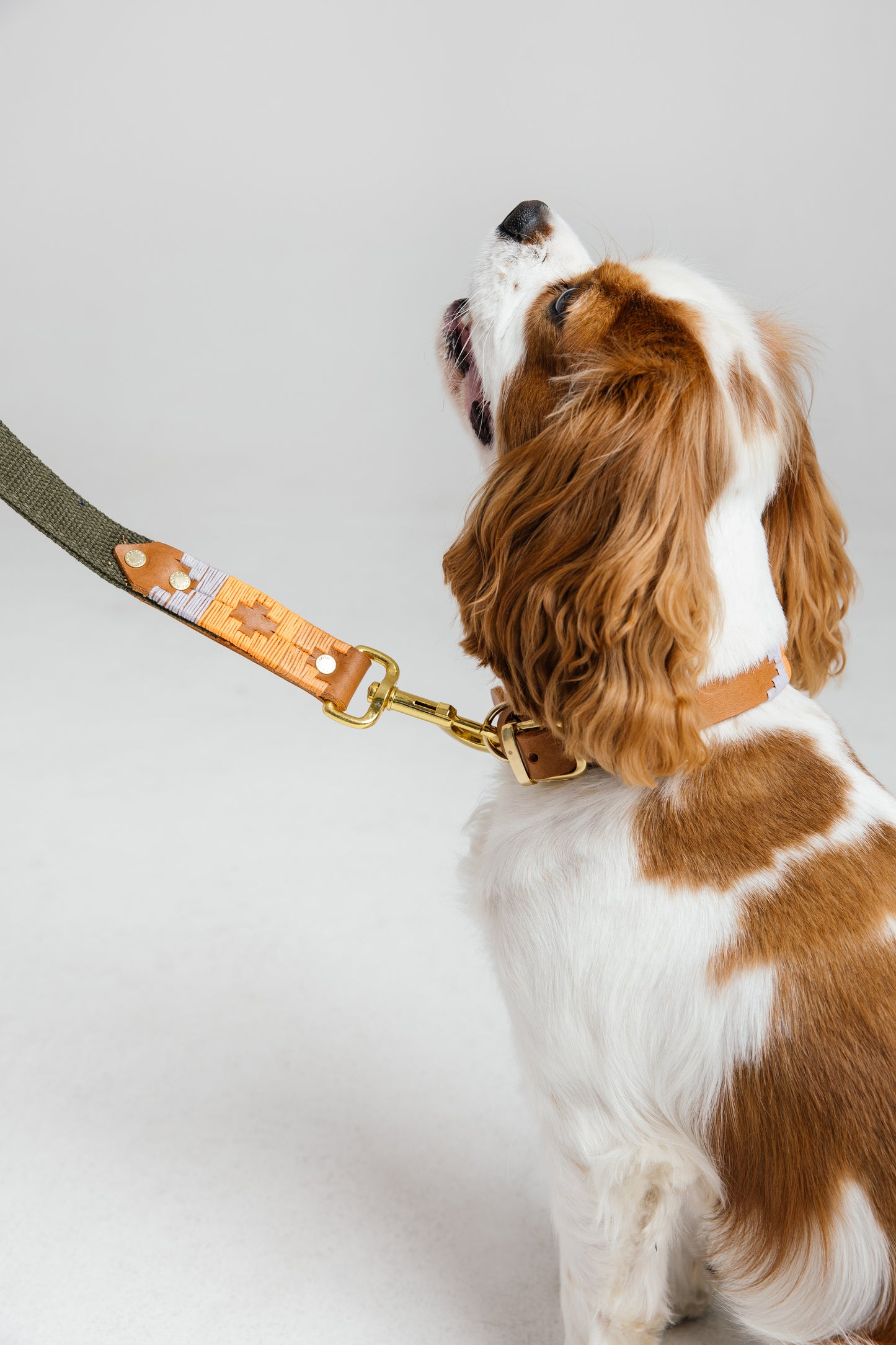 Spaniel dog wearing a handmade tan leather and woven canvas dog collar and lead by Bomba Bags, Cape Town