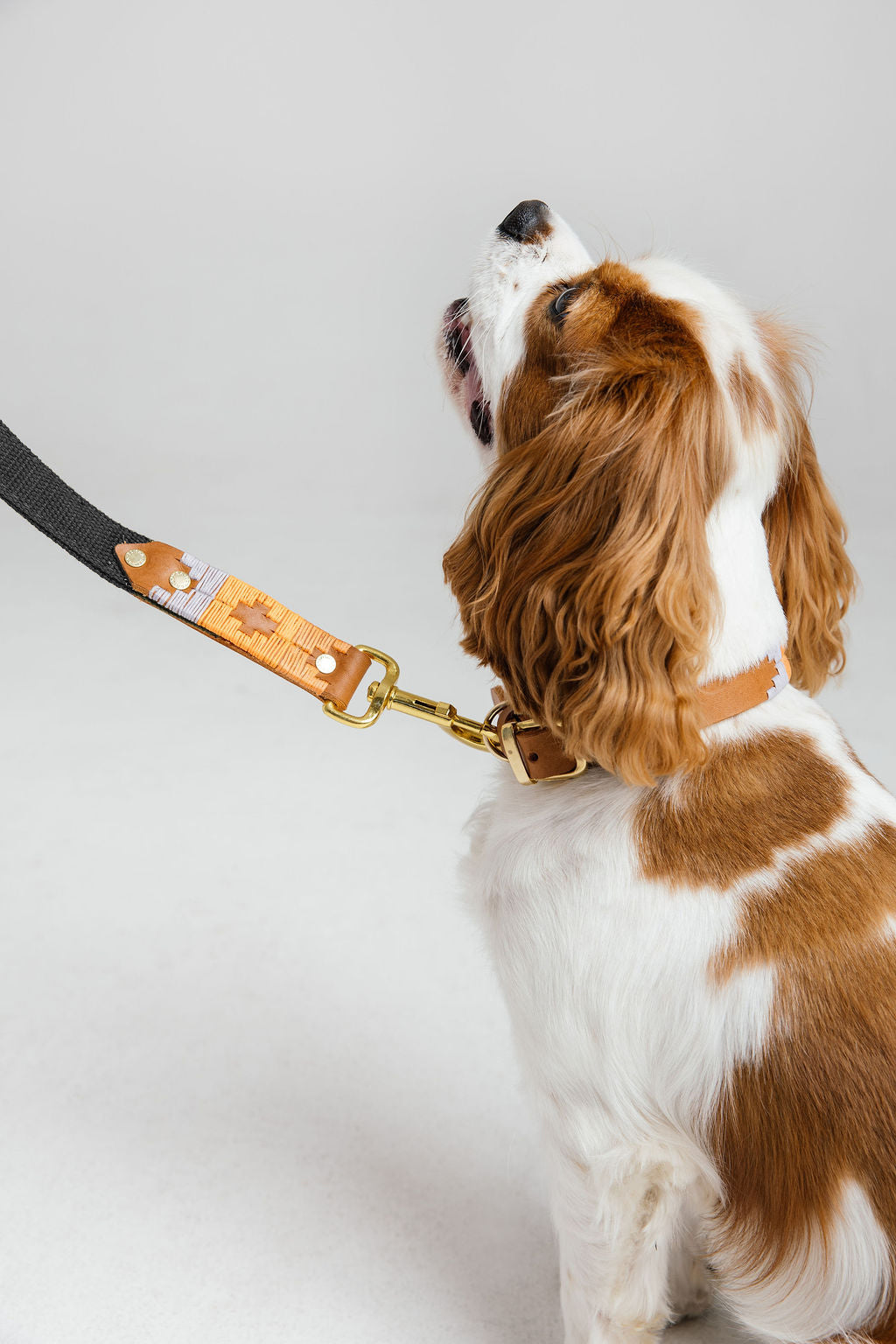 The Bomba Dog Lead