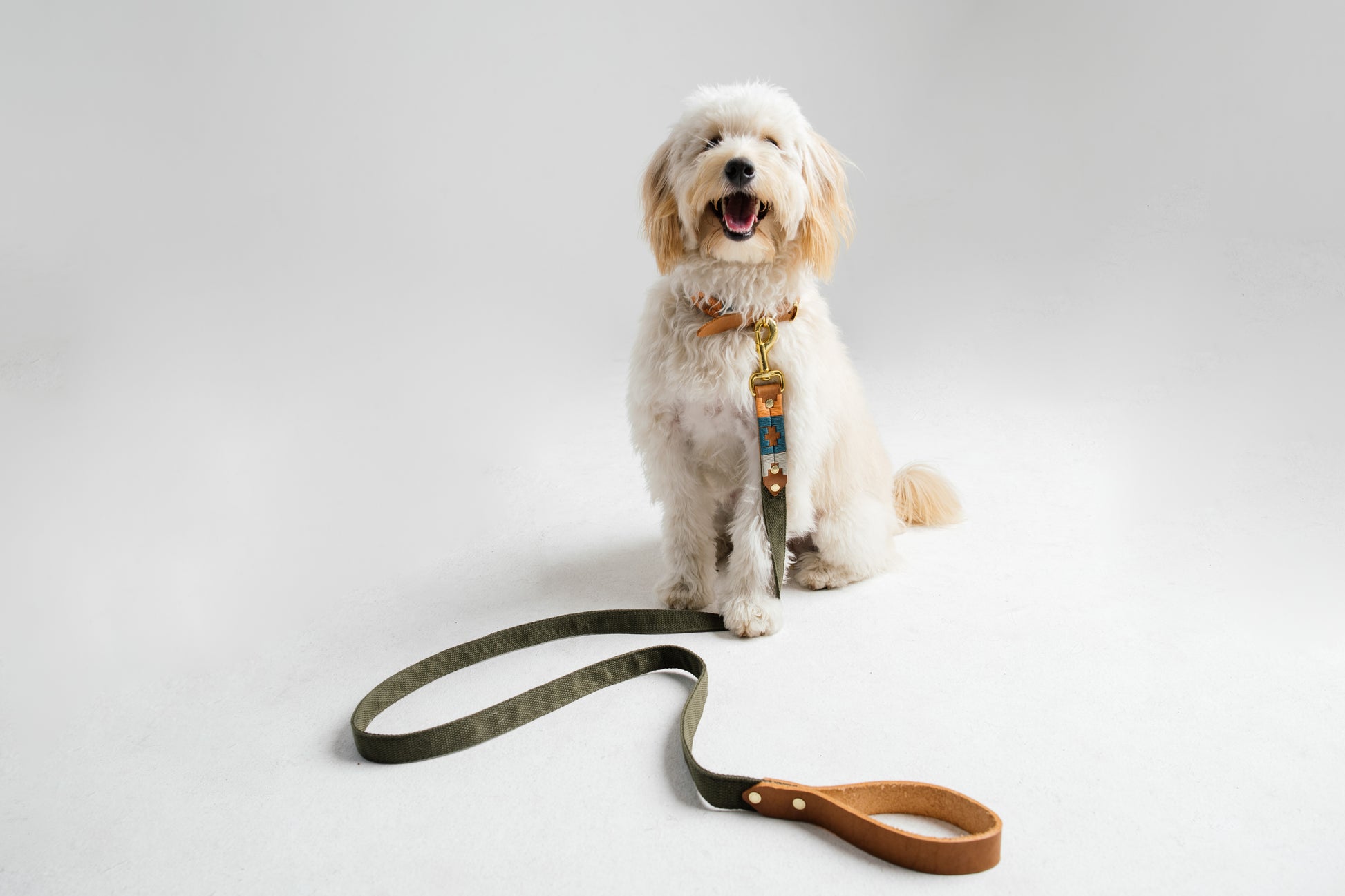 Borderdoodle wearing a handmade tan leather and woven canvas dog collar and lead by Bomba Bags, Cape Town