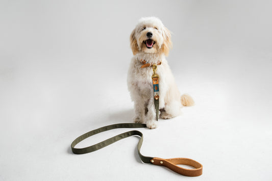 Borderdoodle wearing a handmade tan leather and woven canvas dog collar and lead by Bomba Bags, Cape Town