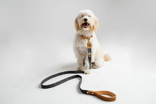 The Bomba Dog Lead