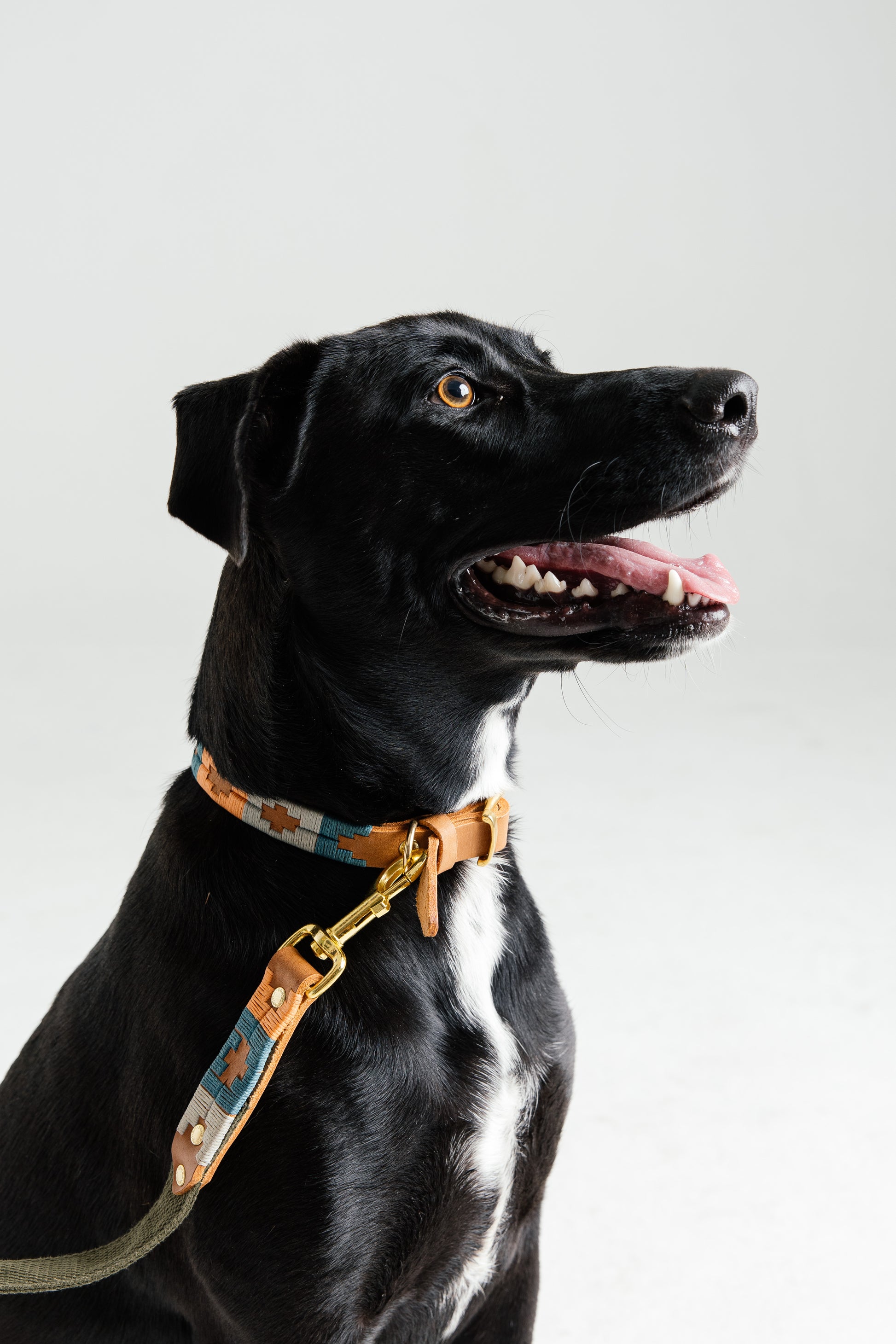 Black dog wearing a handmade tan leather and woven canvas dog collar and lead by Bomba Bags, Cape Town